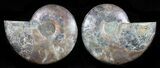 Cut & Polished Ammonite Fossil - Agatized #58722-1